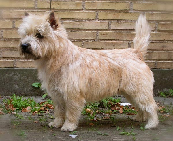 Zalazar Cairn Terrier - Morris 8 år nyt hjem