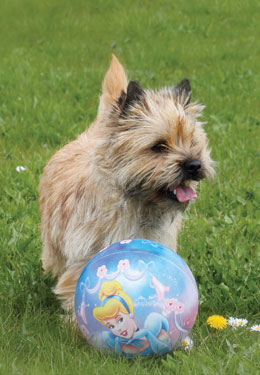 Zalazar Cairn Terrier Zalazar Cairn terrier