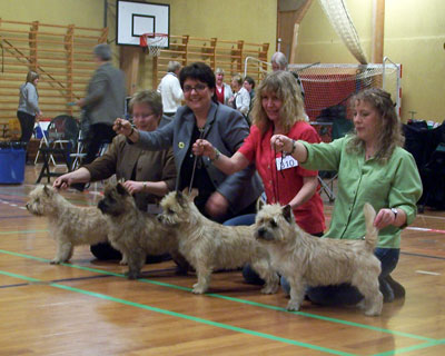 Cairn Terrier Zalazar