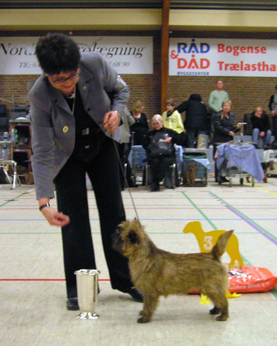 Cairn Terrier Zalazar On Parade