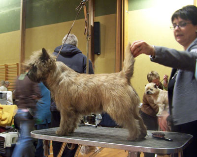 Cairn terrier