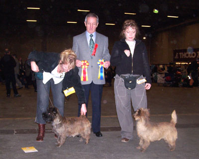 Cairn Terrier Zalazar On Parade