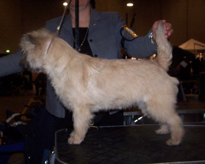 Zalazar Cairn Terrier