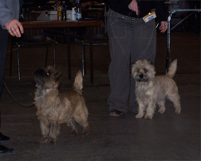 Zalazar Cairn Terrier