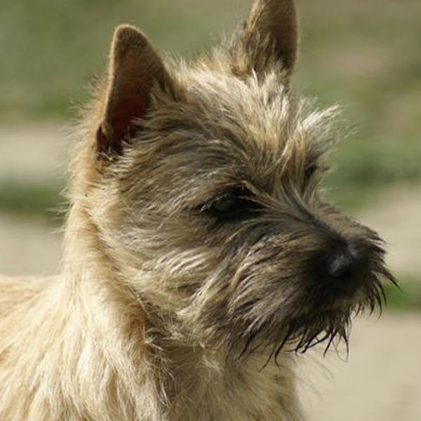 Zalazar Cairn Terrier