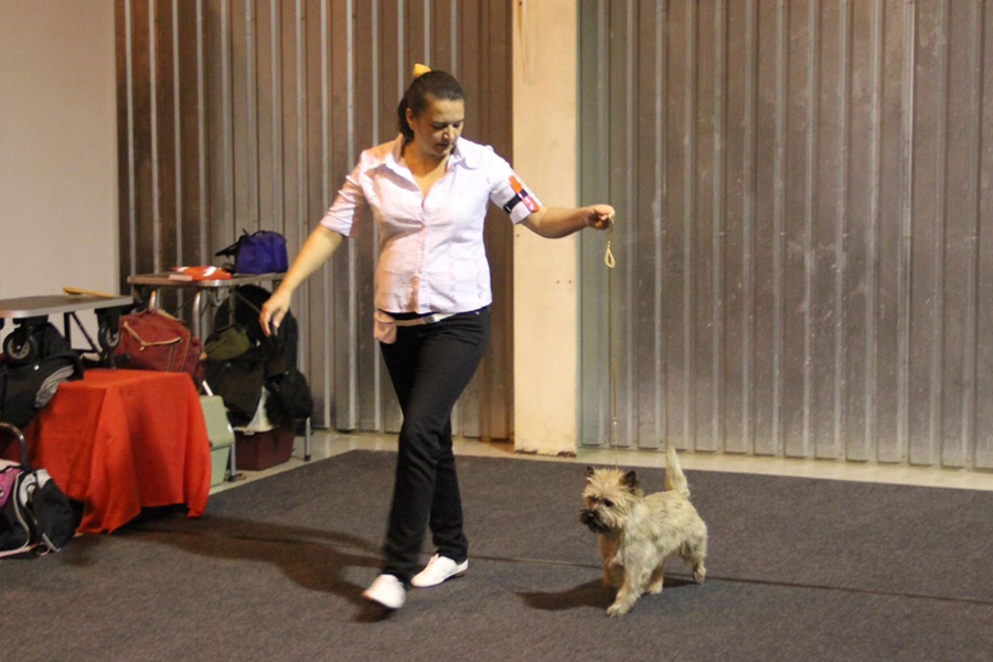 Cairn Terrier Zalazar Komtesse Viola