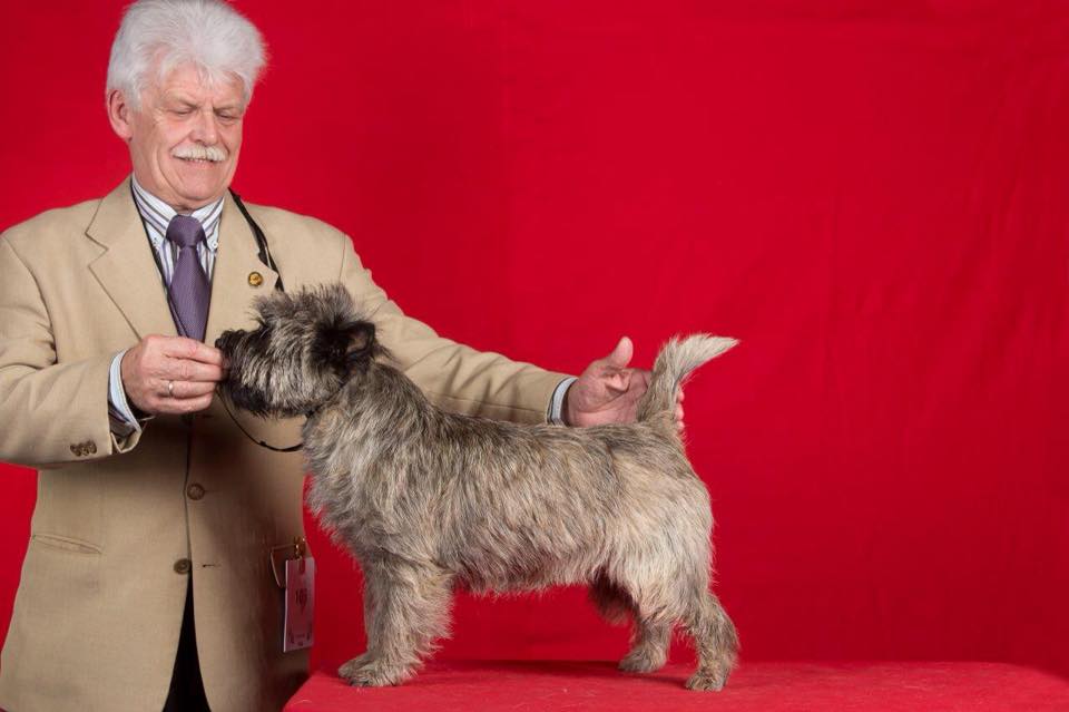 Cairn Terrier Zalazar Konsulinde Holm