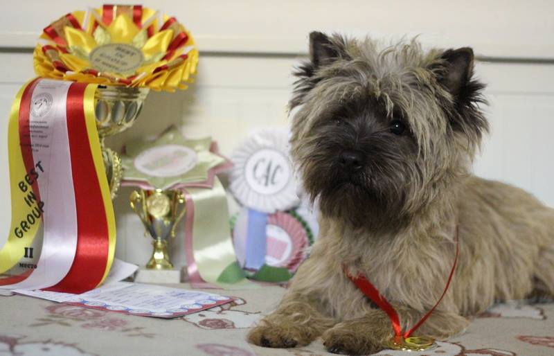 Cairn Terrier Zalazar Kong Arthur