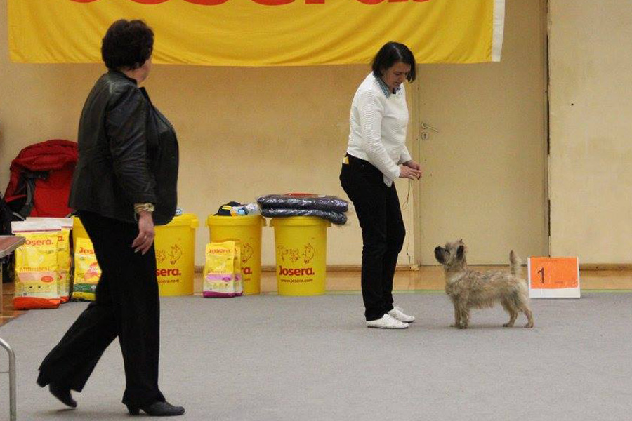 Cairn Terrier Zalazar Komtesse Viola