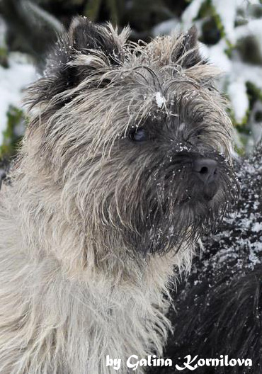 Cairn Terrier Zalazar Kong Arthur