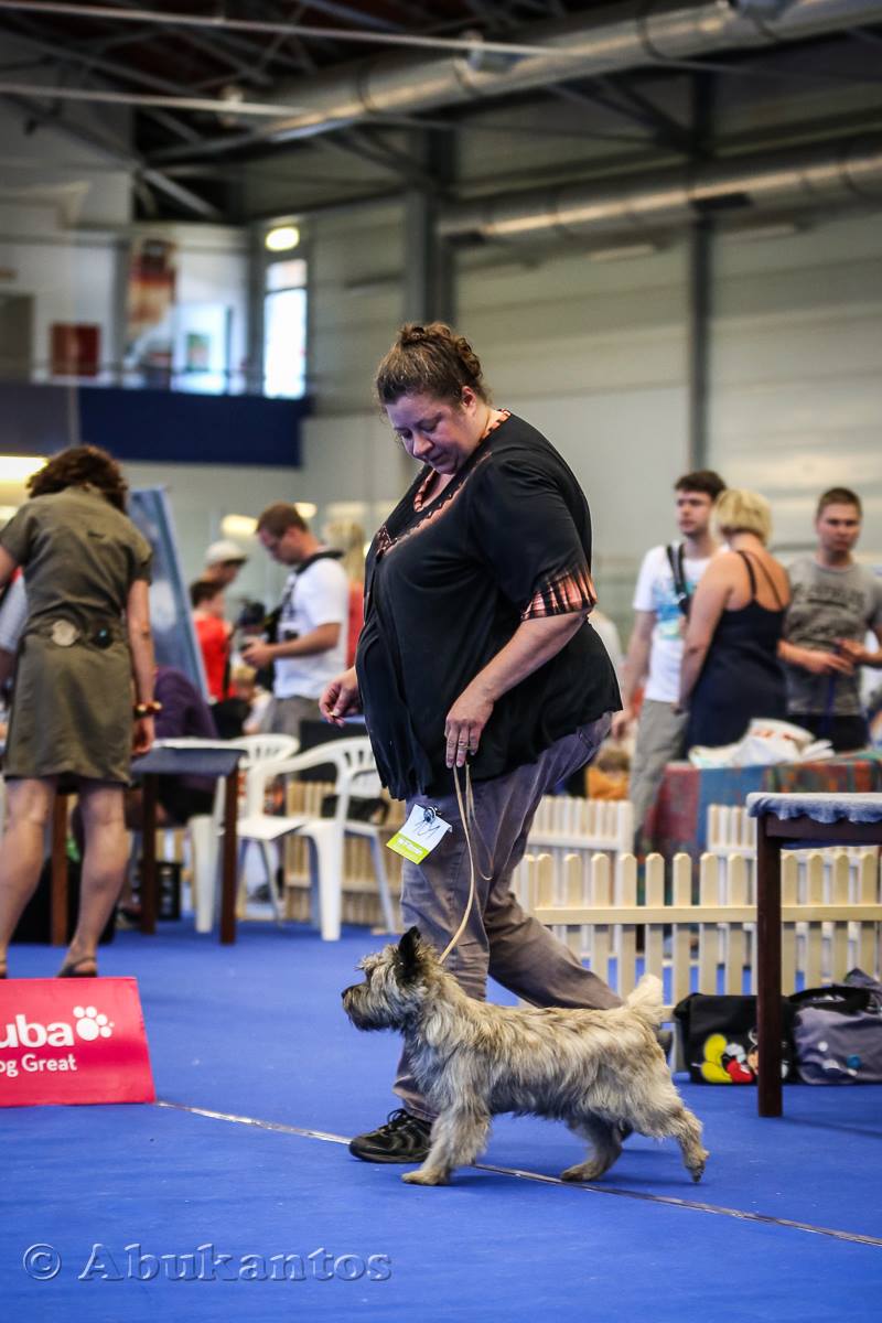 Cairn Terrier Zalazar Love Is In The Air