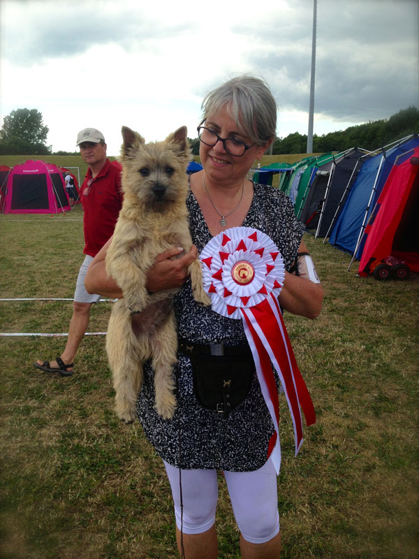 Cairn Terrier Zalazar On Top