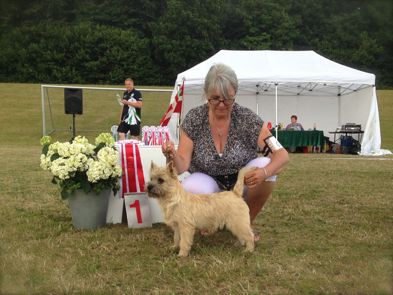 Cairn Terrier Zalazar On Top