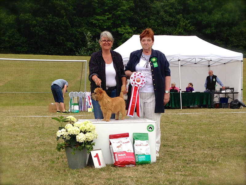Best in Show Baby Cairn Terrier Zalazar On Stage