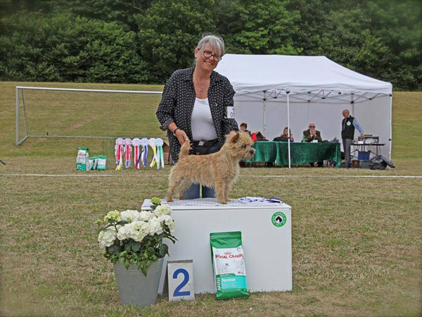 Cairn Terrier Zalazar Mai Tai