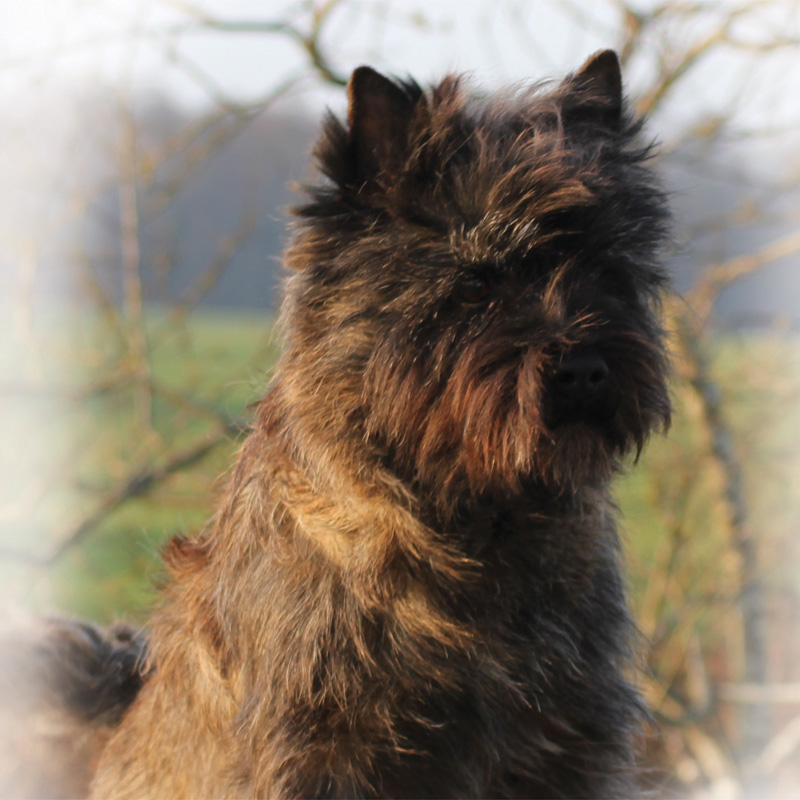 Cairn Terrier Zalazar Van Damme