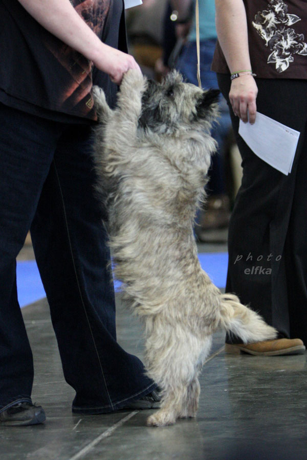 Cairn Terrier Zalazar Love Is In The Air