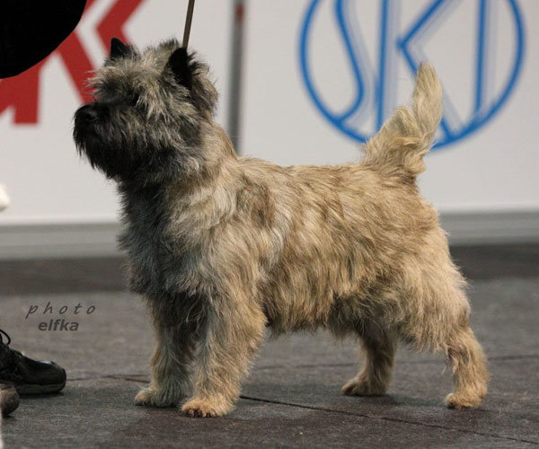 Cairn Terrier Zalazar Love Is In The Air