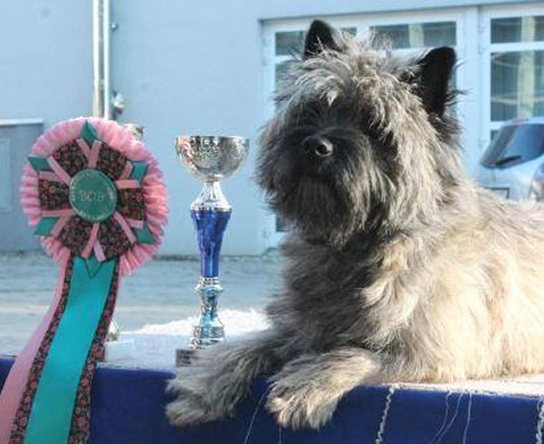 Cairn Terrier Zalazar Love Is In The Air