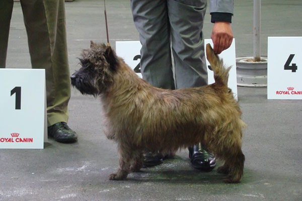 Cairn Terrier Zalazar Joint Venture