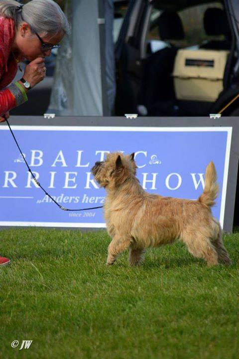 Cairn Terrier Zalazar mai Tai