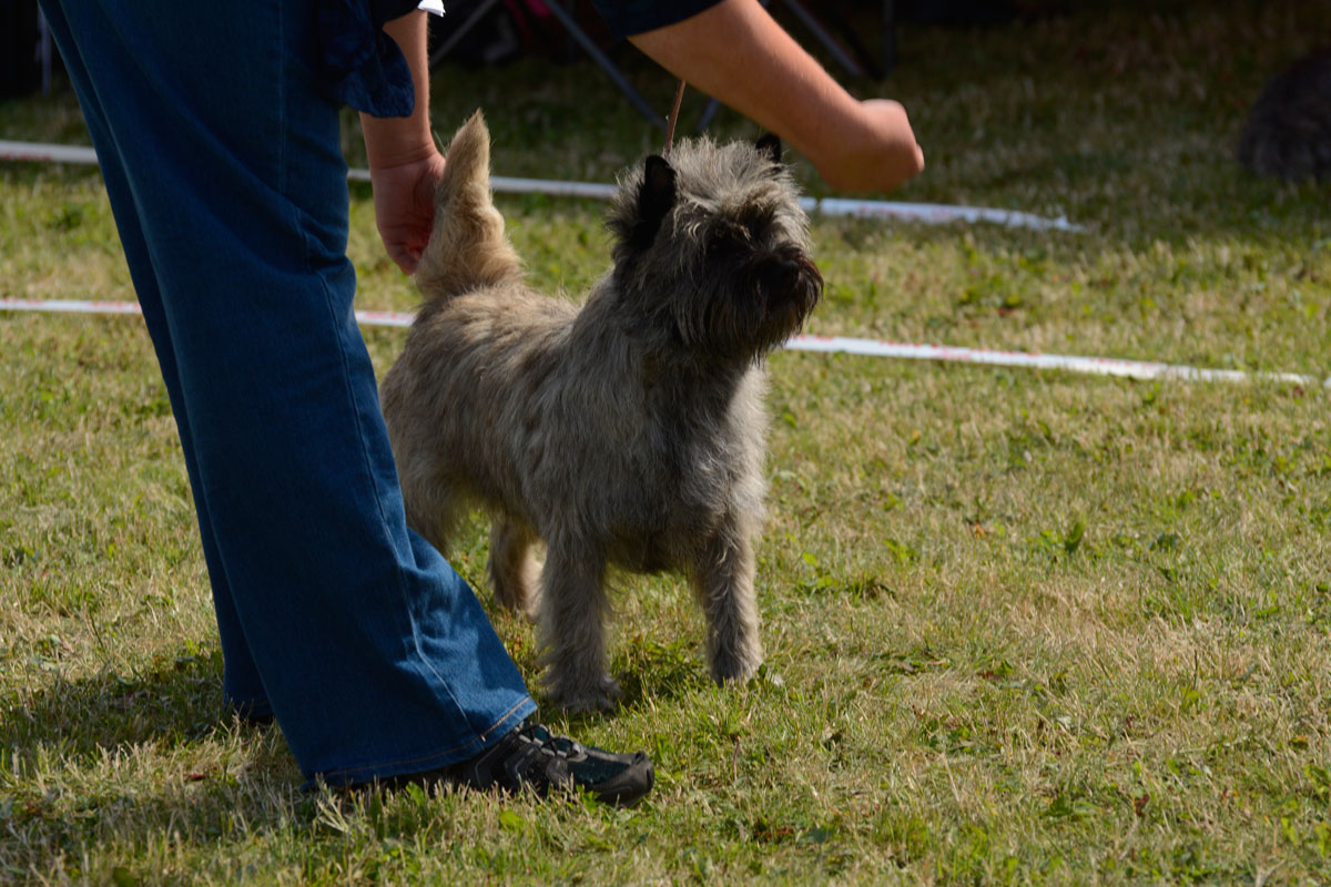 Cairn Terrier Zalazar Love Is In The Air