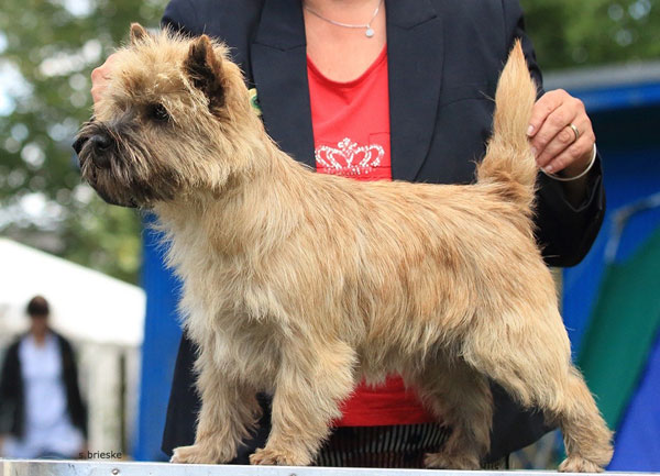 Cairn Terrier Zalazar Mai Tai