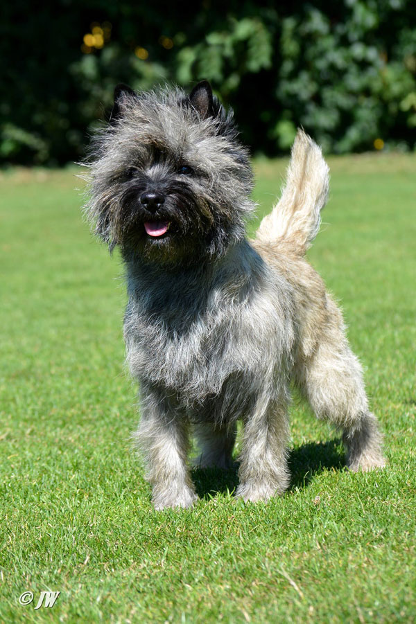 Cairn Terrier Zalazar love Is In The Air