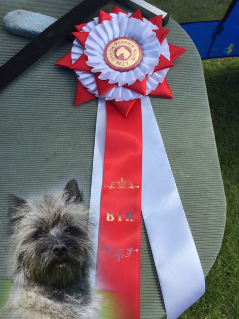 Cairn Terrier Love Is In The Air