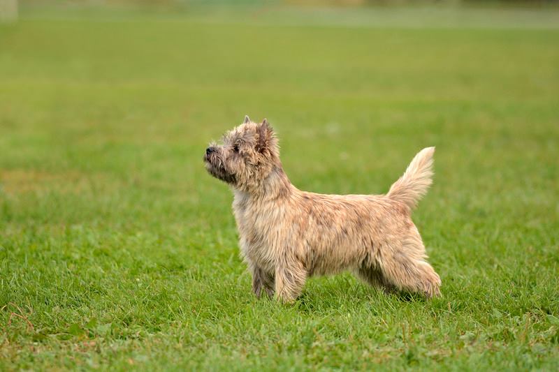 Zalazar Cairn Terrier hvalpe