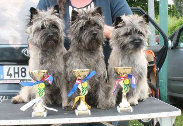 Cairn Terrier Zalazar Love Is In The Air