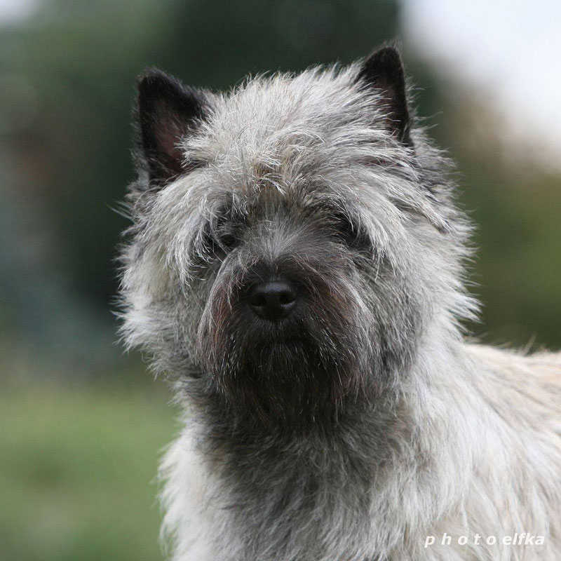 Cairn Terrier Zalazar Love Is In The Air