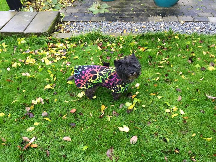 Zalazar Cairn Terrier hvalpe
