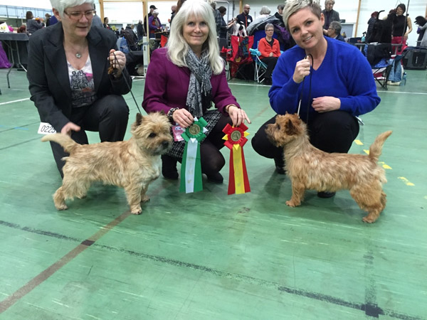 Zalazar Cairn Terrier