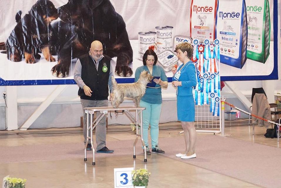 Cairn Terrier Alvik Zalazara