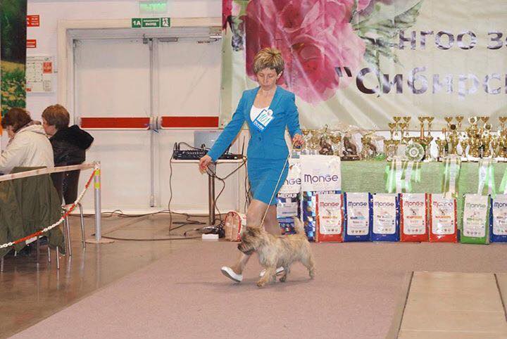 Cairn Terrier Alvik Zalazara