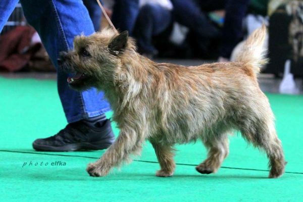 Cairn Terrier Zalazar Quite Special