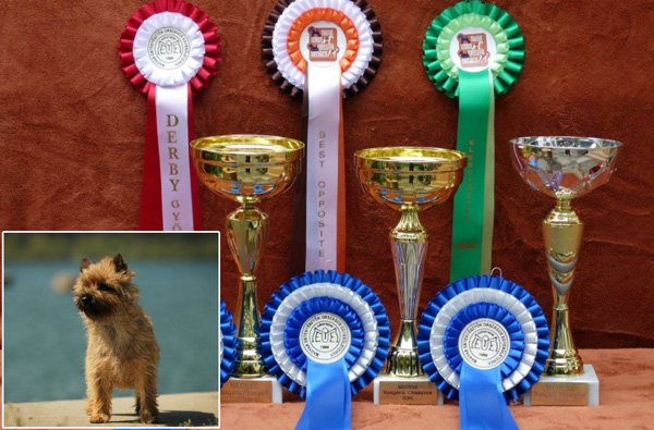 Cairn Terrier Zalazar Quite Special