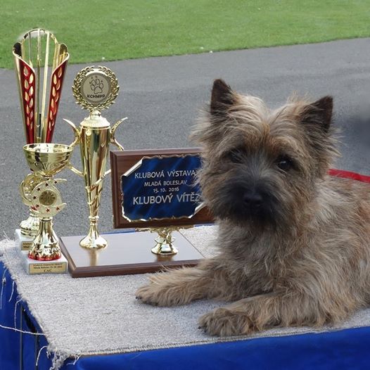 Cairn Terrier Zalazar Quite Special