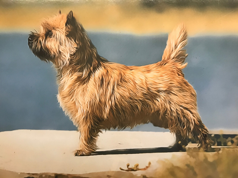 Cairn terrier Zalazar Quite Special