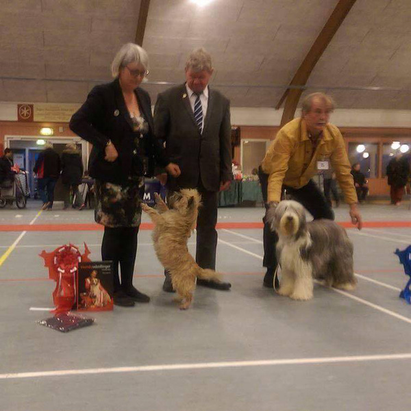 Cairn Terrier Zalazar New Dawn