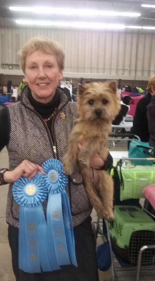 Cairn Terrier Zalazar Viva Rosa