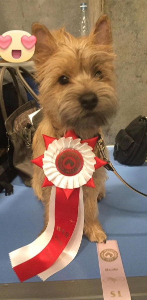 Cairn Terrier Zalazar Vivazar