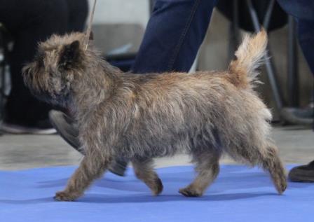 Cairn Terrier Zalazar Quite Special