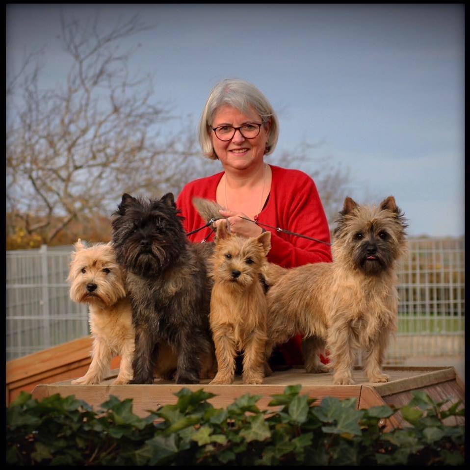 Zalazar Cairn Terrier