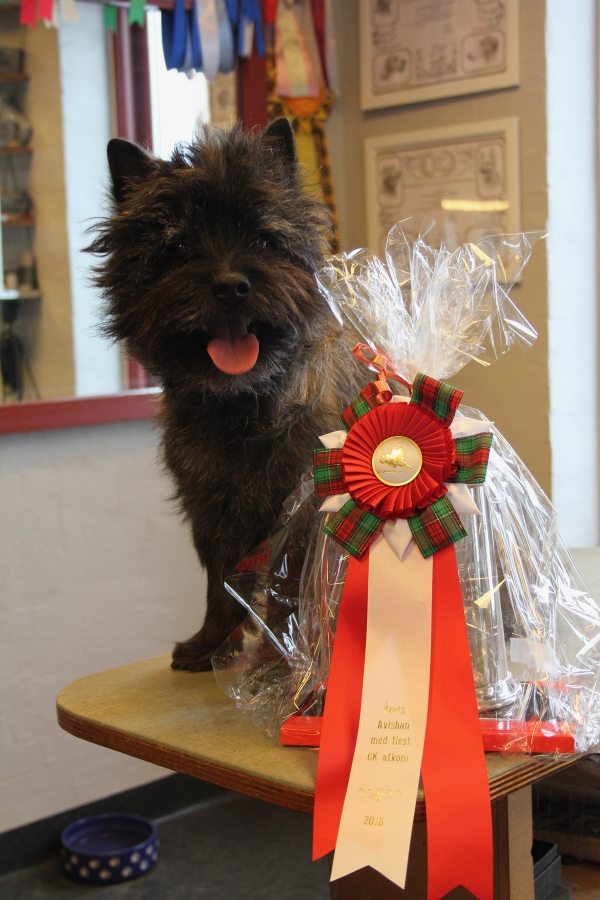 Cairn Terrier Zalazar Van Damme
