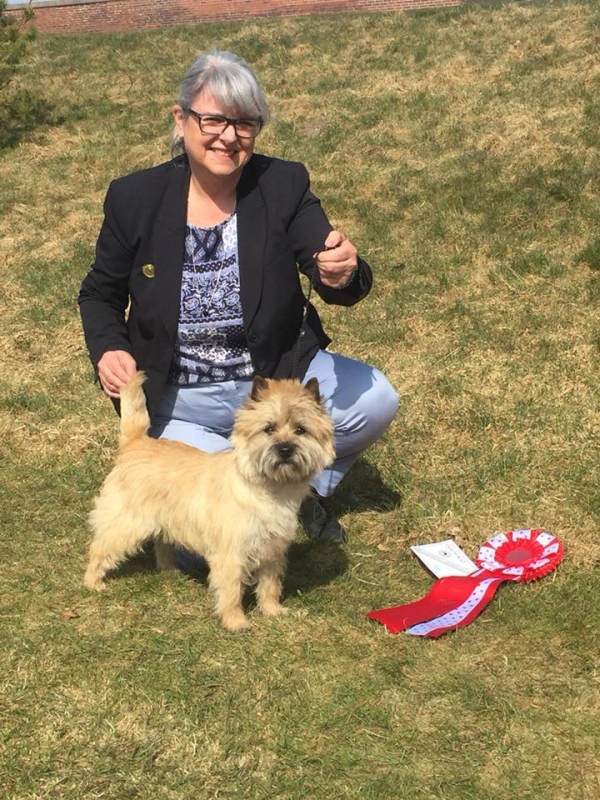 Cairn terrier Zalazar What Dreams Are Made Of