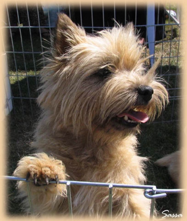 Cairn terrier Zalazar Ginger Spice