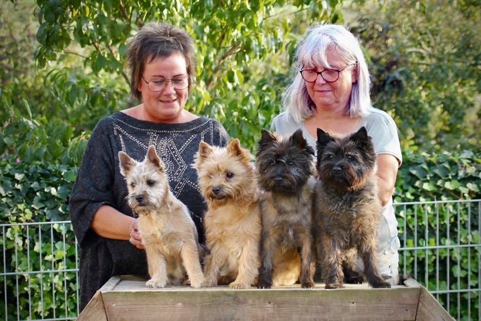 Zalazar cairn terrier
