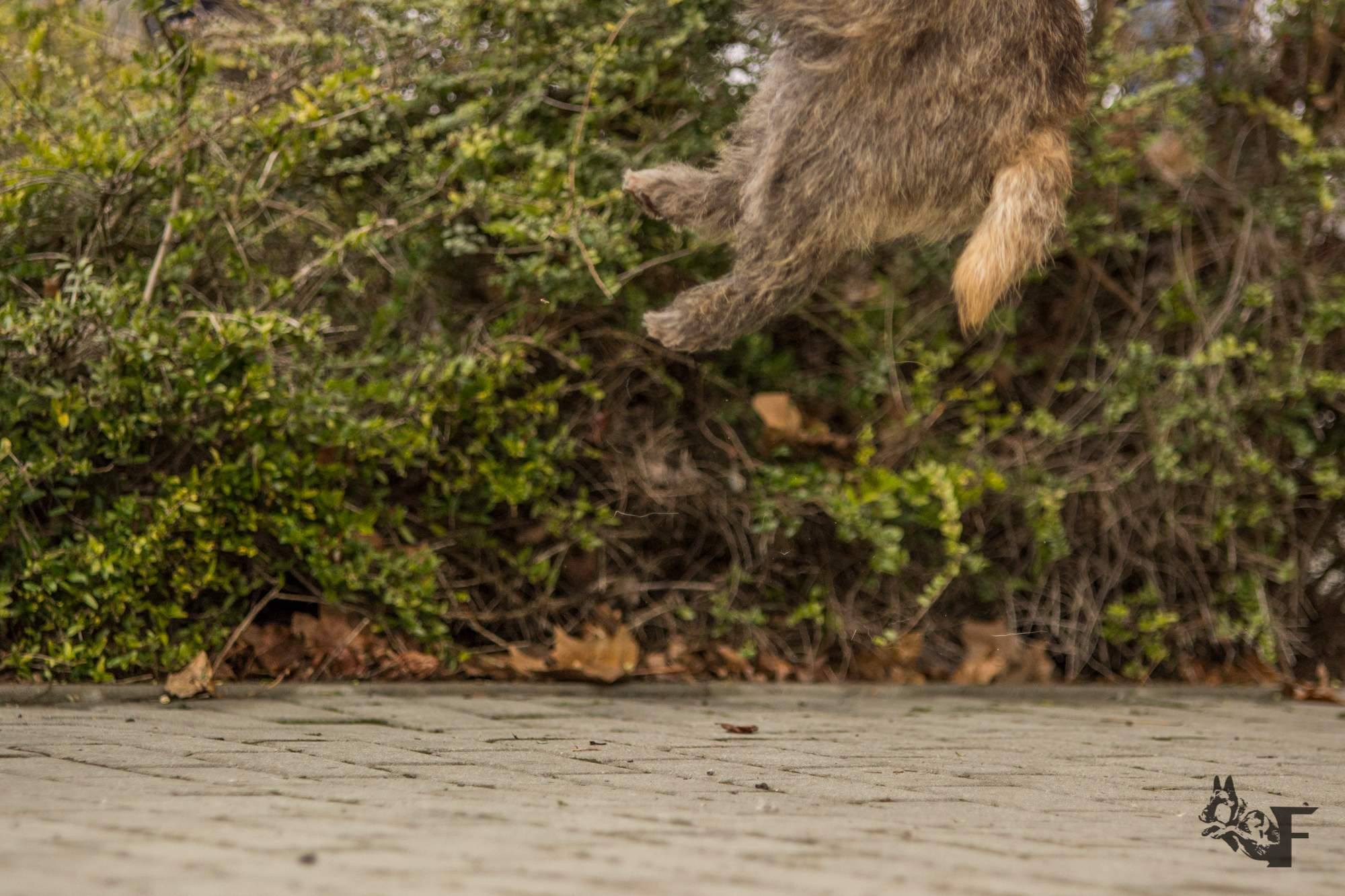 Cairn Terrier Zalazar Quite Special